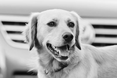 Close-up portrait of dog