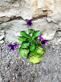 High angle view of flowers