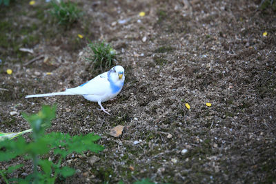 Close-up of bird on field