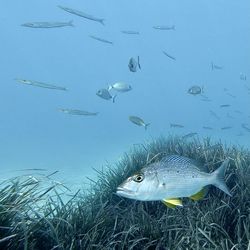 Fish in posidonia