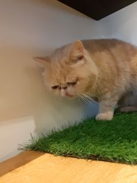 Close-up of cat on table at home