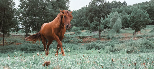 Horse grazing on field