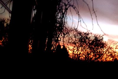 Silhouette of bare trees at sunset