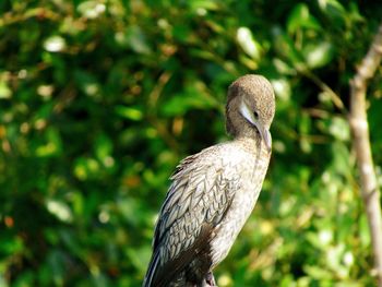 Close-up of bird perching on tree