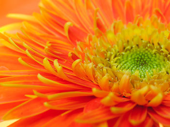 Full frame shot of orange flower