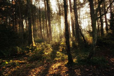 Trees in forest