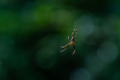 Close-up of spider on web