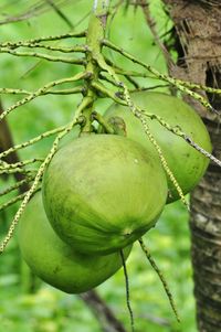 Close-up of fruit growing on tree