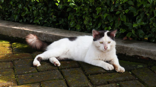 Portrait of cat relaxing by plants