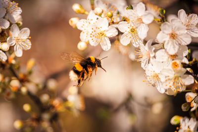 Close-up of bee pollinating on flower