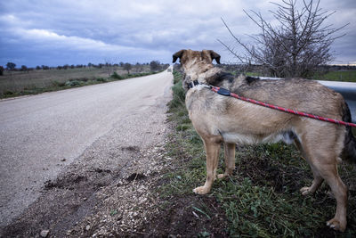 Dog standing on road amidst field against sky