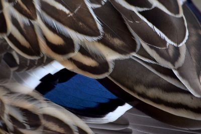 Full frame shot of multi colored bird