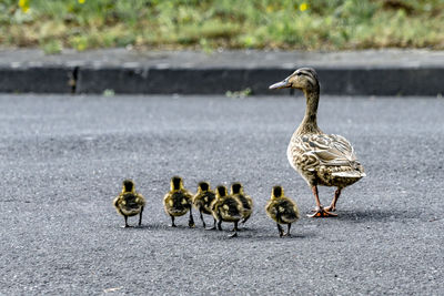 Ducks on road