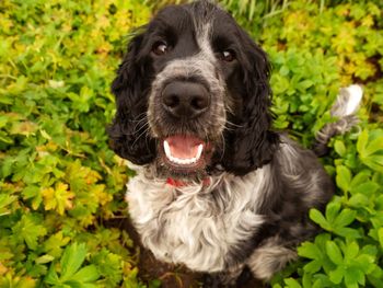 Portrait of dog sitting outdoors