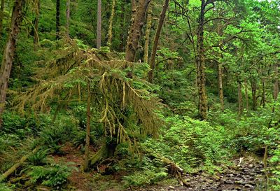 Scenic view of forest