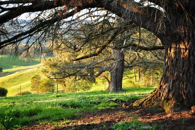 Bare trees on grassy field