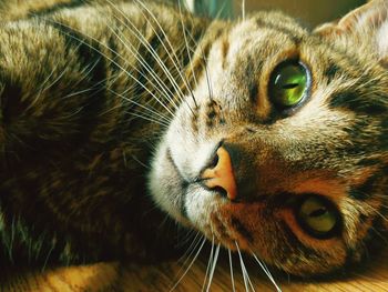 Close-up of a cat looking away