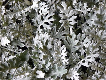 Full frame shot of white flowering plants