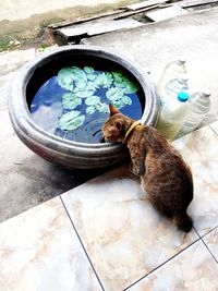 High angle view of cat sitting on tiled floor