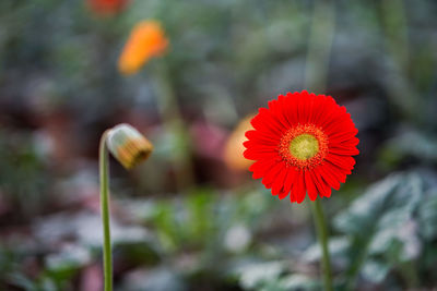 Close-up of poppy blooming outdoors