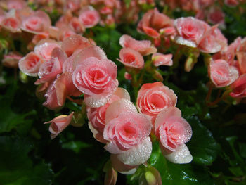 Close-up of wet pink rose flowers