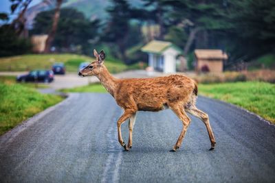 Side view of deer crossing road