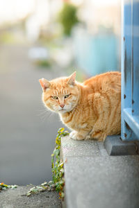 Portrait of ginger cat on retaining wall