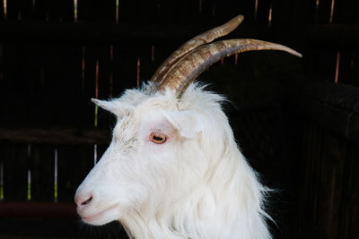 Close-up of goat