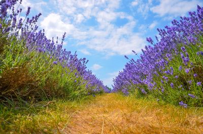 Purple flowering plants on field against sky