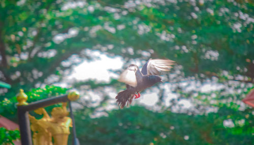 View of birds flying