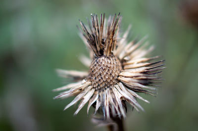 Close-up of wilted plant