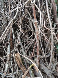 High angle view of dead plant