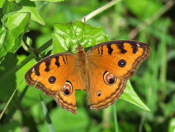 Close-up of butterfly on leaf