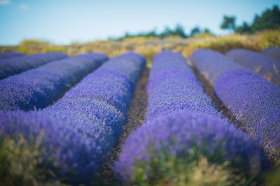 Full frame shot of lavender growing on field