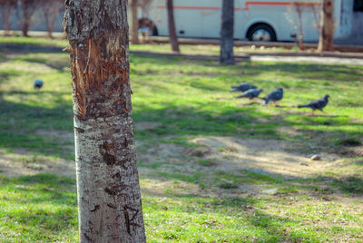 Close-up of bird on field