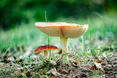 Close-up of mushroom growing on field