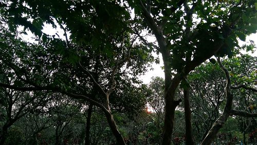 Low angle view of trees in forest