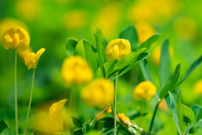 Close-up of yellow flowering plants on field