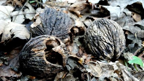 Close-up of plant against white background
