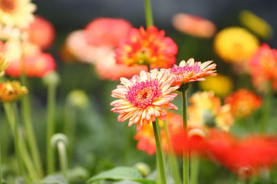 Close-up of flowering gerbera daisy plants