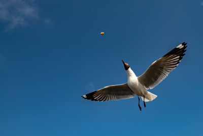 Seagull flying on beautiful blue sky and cloud catching food in the air.