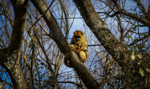 Close-up of howler monkey sitting on tree