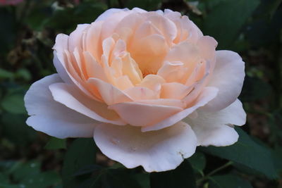 Close-up of white rose