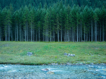 View of pine trees in forest