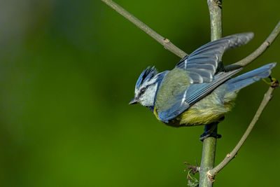 Close-up of bird perching on a branch