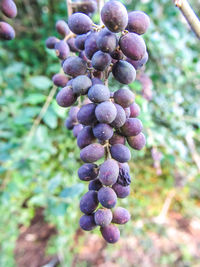 Close-up of grapes growing in vineyard