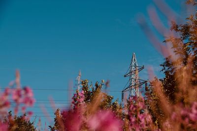 Low angle view of pink flowering plants against blue sky