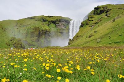 Scenic view of yellow flowers against sky