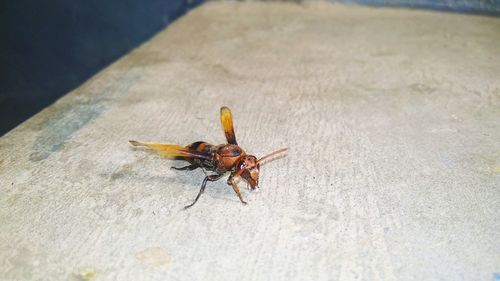 High angle view of insect on wood