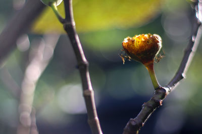 Close-up of figs on twig